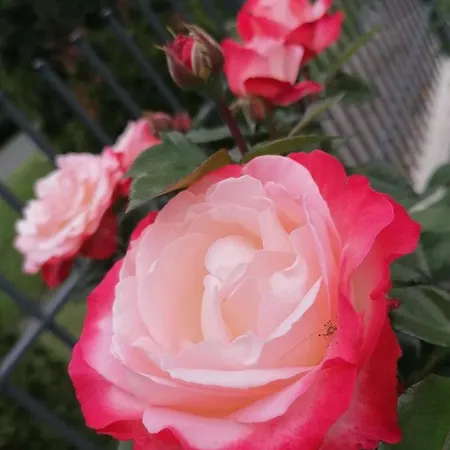 Holiday home Levelke Mini *