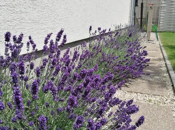 Tatil Evi Levelke Mini