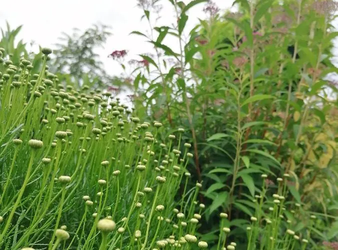 Levelke Mini * Gárdony