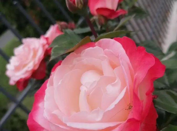 Tatil Evi Levelke Mini *